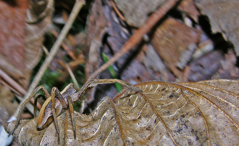 Amaurobius, Clubiona, Agelenidae (Tegenaria sp:?), Pisaura